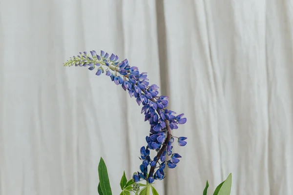 Hand holding purple lupine on rustic background. Gathering and arranging summer wildflowers at home in countryside. Lupine flower close up in hand