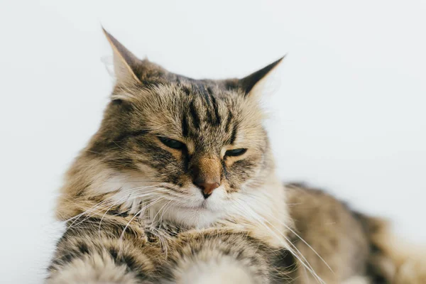 Beautiful Tabby Cat Lying White Background Adorable Portrait Siberian Cat — стокове фото