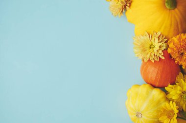 Stylish autumn flat lay. Yellow autumn flowers, pumpkins, pattypan squash on blue paper. Seasons greeting card template with space for text. Hello Fall. Happy Thanksgiving! Autumn banner