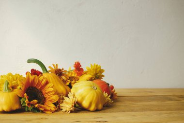 Happy Thanksgiving! Stylish autumn composition on rustic background. Colorful autumn flowers, pumpkins, pattypan squashes on wooden table. Seasons greeting card, space for text. Hello Fall
