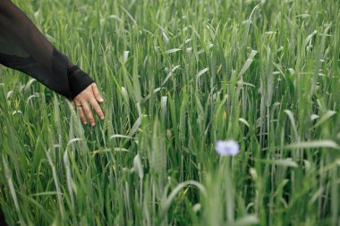 Hand touching green wheat ears in summer field. Agriculture and  cultivation. Woman holding wheat or rye ears in summer countryside. Rural slow life. Food crisis