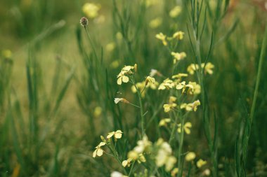 Wildflowers in summer field. Yellow flowers among green grass close up. Summer in countryside, floral wallpaper. Wild radish blooming