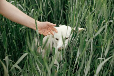 Hand caressing cute white dog in wheat field. Young funny dog playing with owner in green wildflowers. Pet in summer countryside. Danish spitz