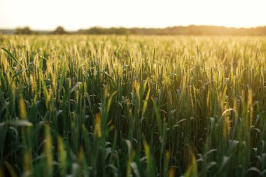 Wheat field in sunset light. Green wheat or rye ears and stems  close up in warm evening sunshine. Tranquil atmospheric moment. Agriculture and cultivation. Summer in countryside, wallpaper