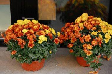 Sonbahar çiçekleri dışarıda süslenir. Stylish chrysanthemum kırmızı ve sarı çiçekli dış bina dekoru