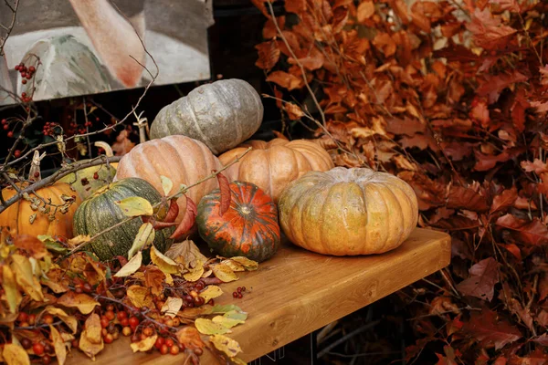 Pumpkin Decoration Outdoors Stylish Autumn Decor Exterior Building Pumpkins Red — Stock Photo, Image