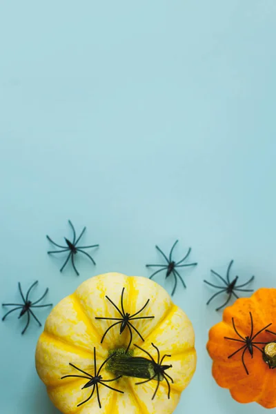 Happy Halloween! Black spiders decorations on pumpkins on blue background. Halloween flat lay. Card template with space for text. Modern minimal border