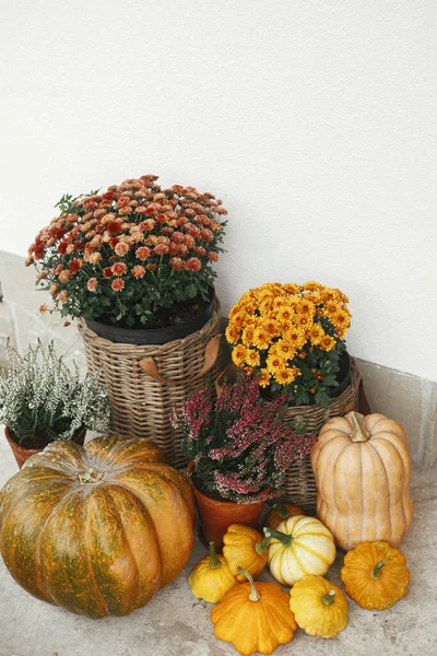 Autumn Flowers Wicker Baskets Pumpkins Heather Wooden Door Rustic Fall — Stock Photo, Image