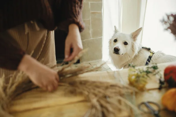 Adorable dog sitting on background of woman making autumn wreath on rustic table. Cute white danish spitz dog helping owner. Pet and autumn. Fall decor and arrangement in farmhouse