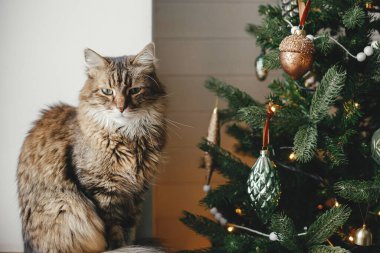Mutlu Noeller! Şirin bir kedi şık bir noel ağacında, eski püskü takılarla oturuyor. Hayvan ve kış tatilleri. Şenlik odasındaki süslü ağacın yanındaki ahşap pencere pervazında sevimli, üzgün tekir kedi.