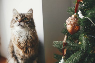 Mutlu Noeller! Şirin kedi klasik takılarla şık bir Noel ağacına bakıyor. Hayvan ve kış tatilleri. Şenlik odasındaki dekore edilmiş ağacın yanındaki tahta pencere eşiğinde oturan sevimli tekir kedi.