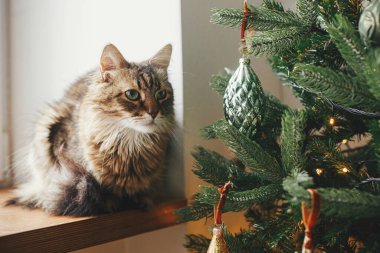 Şirin bir kedi şık bir noel ağacında, eski püskü takılarla oturuyor. Hayvan ve kış tatilleri. Şenlik odasındaki dekore edilmiş ağacın yanındaki tahta pencere eşiğinde oturan sevimli tekir kedi. Mutlu Noeller.!