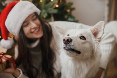 Mutlu Noeller! Noel Baba şapkalı mutlu kadın şık Noel ağacında sevimli köpeğe sarılıyor. Hayvan ve kış tatilleri. Şirin, komik, beyaz Danimarkalı tükürük köpeği festival odasında sahibiyle oynuyor.