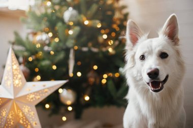 Mutlu Noeller! Parlak yıldızlı ve ışıklı şık bir Noel ağacının arka planında oturan sevimli mutlu köpek. Hayvan ve kış tatilleri. Kutlama odasında sevimli Danimarka köpekleri.