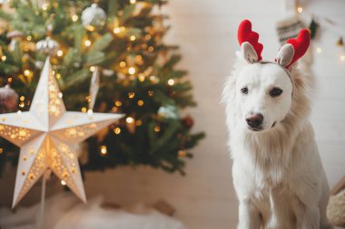 Mutlu Noeller! Ren geyiği boynuzları içinde sevimli bir köpek ışıldayan yıldızı ve ışıkları olan şık bir Noel ağacının arka planında oturuyor. Hayvan ve kış tatilleri. Kutlama odasında sevimli Danimarka köpekleri.