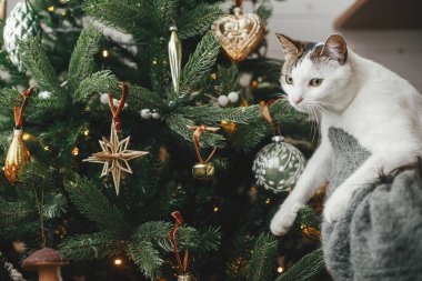 Şirin bir kedi ve şık bir Noel ağacı süsleyen bir kadın klasik takılarla. Hayvan ve kış tatilleri. Hoş kazaklı bir kadın festival odasında sevimli kediciğe sarılıyor. Mutlu Noeller.!