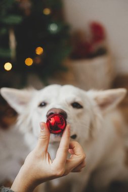 Mutlu Noeller ve mutlu tatiller, el ele tutuşan kadın köpek burnuna kırmızı takı takıyor. Hayvan ve kış tatilleri. Sevimli beyaz Danimarkalı tükürük köpeği festival odasını dekore etmeye yardım ediyor.