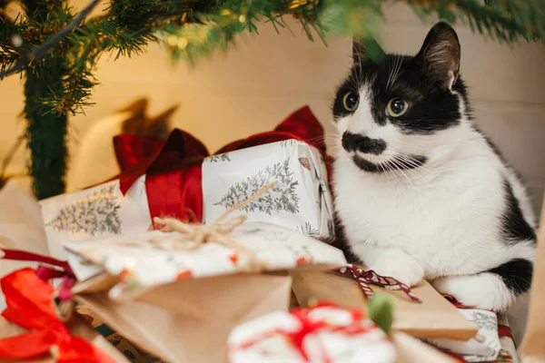 Roztomilá Kočka Sedí Stylové Vánoční Dárky Pod Vánoční Stromeček Domácí — Stock fotografie
