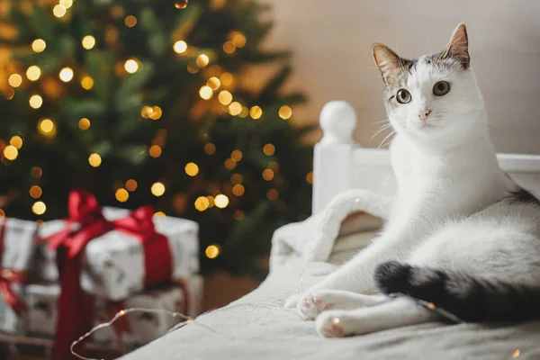 圣诞快乐 可爱的猫躺在舒适的床上 背靠着有金色灯光和礼物的圣诞树 宠物和寒假 可爱的滑稽猫咪躺在喜庆的房间里柔软的床上 — 图库照片