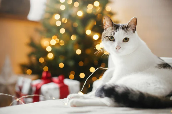 メリークリスマス 黄金の光と贈り物とクリスマスツリーを背景に居心地の良いベッドでリラックスかわいい猫 ペットと冬の休日 愛らしい面白いです猫嘘オン柔らかいベッドでお祝いの部屋 — ストック写真