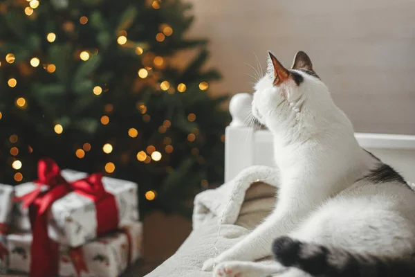 God Jul Söt Katt Avkopplande Mysig Säng Bakgrunden Julgran Med — Stockfoto