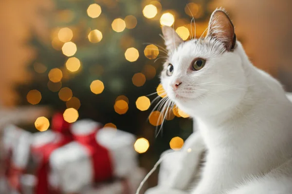Счастливого Рождества Милая Кошка Отдыхает Уютной Кровати Фоне Рождественской Елки — стоковое фото