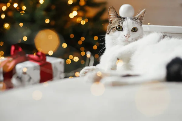 Merry Christmas Cute Cat Relaxing Cozy Bed Background Christmas Tree — Stock Photo, Image