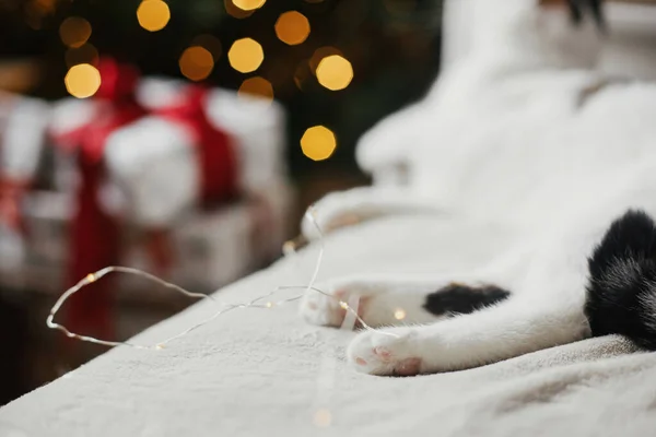 クリスマスの黄金の光と贈り物を背景に居心地の良いベッドの上でかわいい猫の足を閉じます ペットと冬の休日 お祝いの部屋でリラックスした愛らしい子猫 メリークリスマス — ストック写真