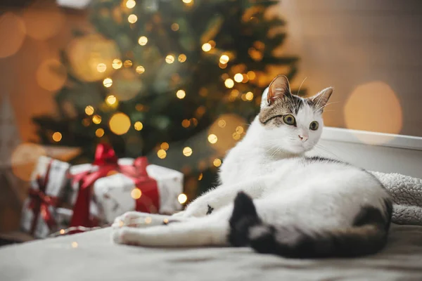 Καλά Χριστούγεννα Χαριτωμένο Γάτα Χαλαρώνοντας Στο Άνετο Κρεβάτι Στο Φόντο — Φωτογραφία Αρχείου