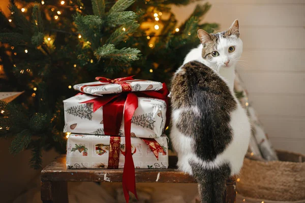 Gato Bonito Sentado Com Presentes Elegantes Árvore Natal Com Luzes — Fotografia de Stock