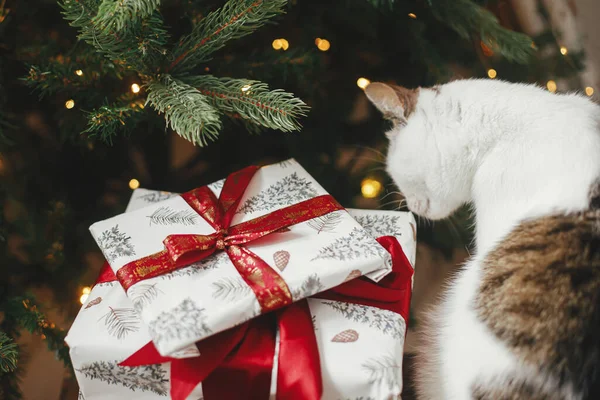 Lindo Gato Sentado Con Elegantes Regalos Árbol Navidad Con Luces —  Fotos de Stock