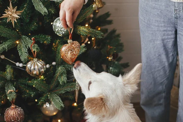 时尚的女人和可爱的狗狗一起装饰着时尚的圣诞圣诞树和老式的便宜货 宠物和寒假 圣诞快乐 可爱的丹妮丝 斯皮茨犬在喜庆室帮助主人 — 图库照片