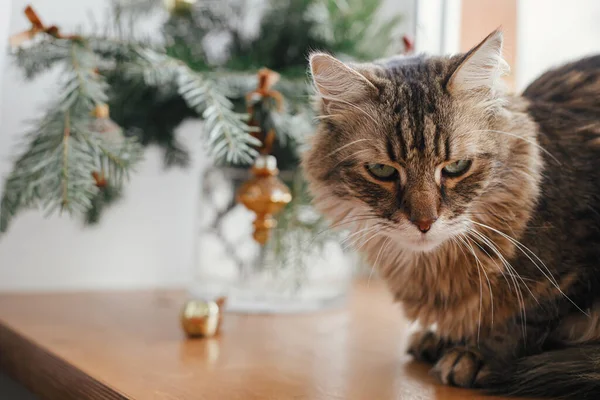 Niedliche Böse Katze Sitzt Stilvollen Weihnachtszweigen Mit Vintage Kugeln Haustier — Stockfoto
