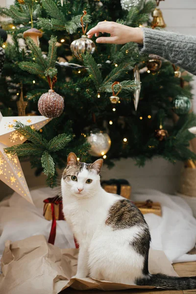 メリークリスマス おしゃれなクリスマスツリーを背景に ビンテージのベビールや星をあしらった可愛い猫 ペットと冬の休日 女性装飾木ともにかわいい猫でお祝い部屋 — ストック写真