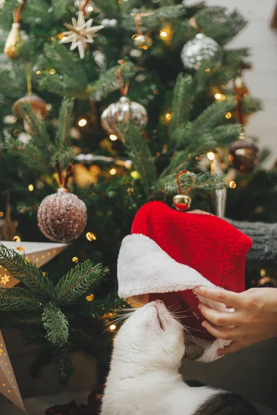 Frohe Weihnachten Frau Die Auf Niedliche Katze Weihnachtsmann Hut Auf — Stockfoto