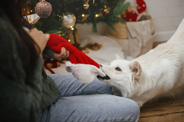 快乐的女人和可爱的狗一起玩 在时髦的圣诞树旁戴着圣诞礼帽 宠物和寒假 圣诞快乐 在喜庆的房间里 滑稽滑稽的小飞碟狗咬着桑塔帽 — 图库照片