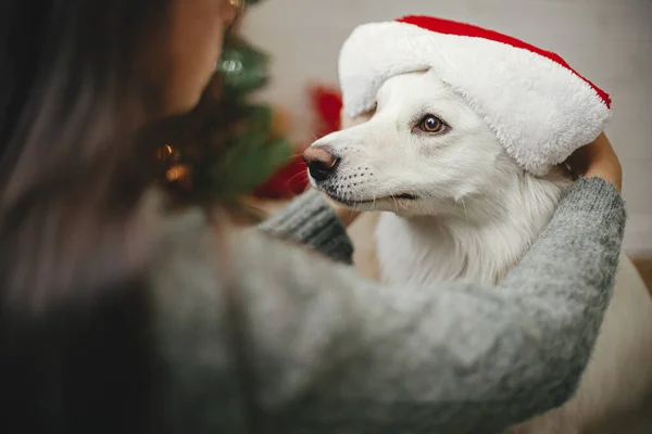 メリークリスマス スタイリッシュなクリスマスツリーの近くにかわいい犬にサンタの帽子を置く幸せな女性 ペットと冬の休日 お祝いの部屋で所有者と遊ぶ愛らしい面白いデンマークのスピッツ犬 — ストック写真