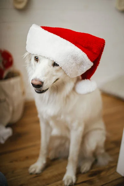 Симпатичная Собака Шляпе Санты Сидит Возле Стильной Рождественской Елки Домашние — стоковое фото