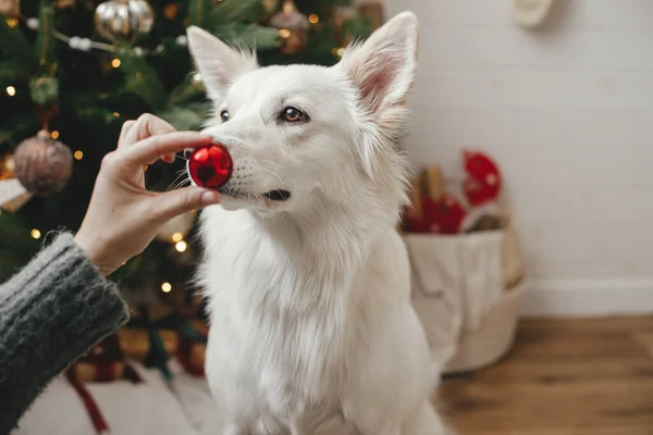 Vrolijk Kerstfeest Vrolijke Feestdagen Vrouw Hand Houden Van Kerstmis Rode — Stockfoto