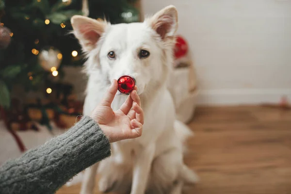 Vrouw Hand Met Kerst Rode Bauble Bij Schattige Hond Neus — Stockfoto