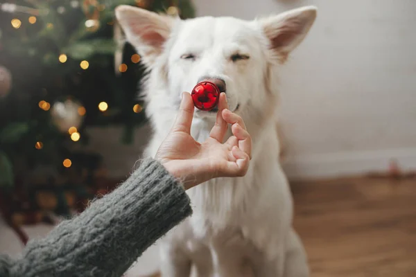 Vrolijk Kerstfeest Vrolijke Feestdagen Vrouw Hand Houden Van Kerstmis Rode — Stockfoto