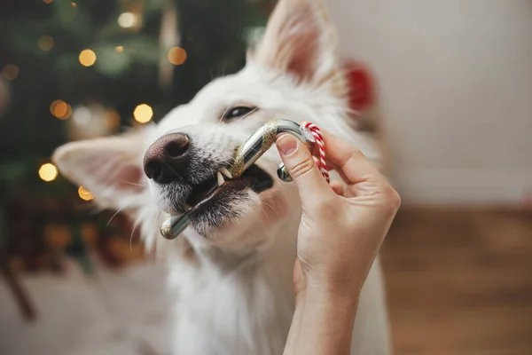Leuke Hond Die Snoepgoed Bijt Bij Kerstboom Huisdier Wintervakantie Schattige — Stockfoto