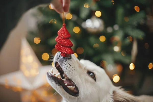 Frohe Weihnachten Und Frohe Feiertage Frau Hand Hält Weihnachtsbaumspielzeug Süße — Stockfoto