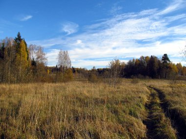 Uçlarında sonbahar ormanı olan sarı arazi açık bulutlu mavi gökyüzüne karşı.