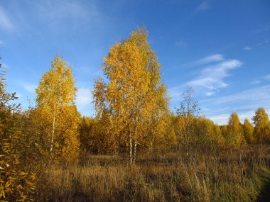 Sonbahar ormanının arka planında iki uzun sarı huş ağacı ve açık bulutlu mavi bir gökyüzü.