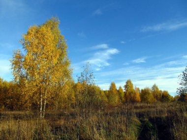 Sonbahar ormanının arka planında sararmış huş ağacı ve açık bulutlu mavi bir gökyüzü.