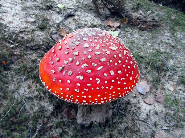 秋の土を背景に白い斑点のあるキノコの明るい赤いキャップ — ストック写真
