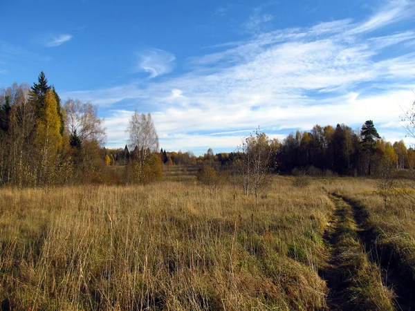 Uçlarında sonbahar ormanı olan sarı arazi açık bulutlu mavi gökyüzüne karşı.