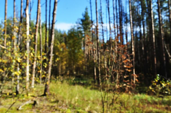 Desfocado Desfocado Fundo Floresta Outono Vista Árvores Sem Folhas Contexto — Fotografia de Stock