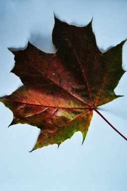 Sonbahar akçaağaç yaprağı. Yakın plan, mavi arkaplanda bir yaprak. Arkaplan, doku.